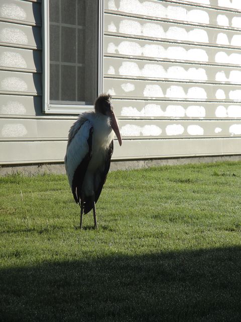 Wood Stork