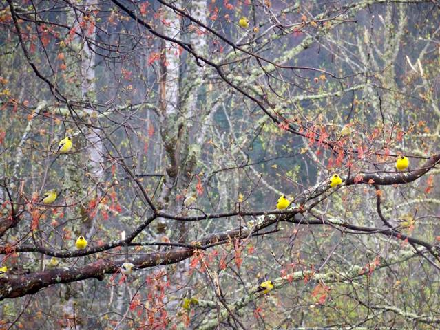 American Goldfinches