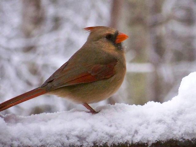 Northern Cardinal