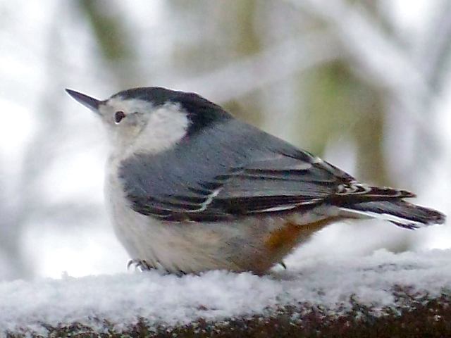 White-breasted Nuthatch