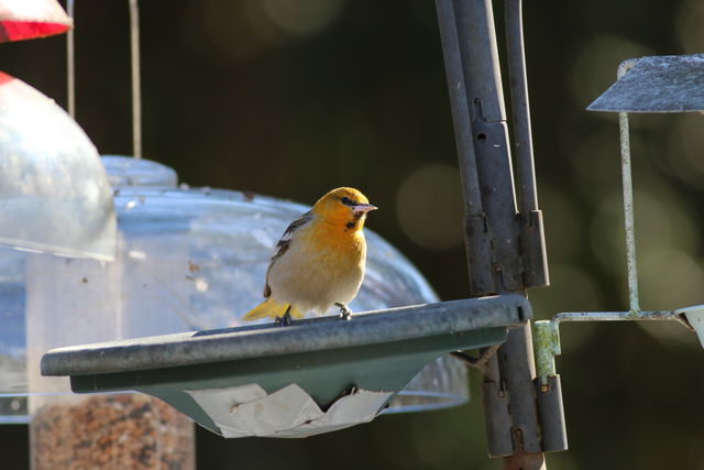 Bullock's Oriole