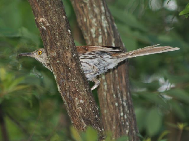 Brown Thrasher