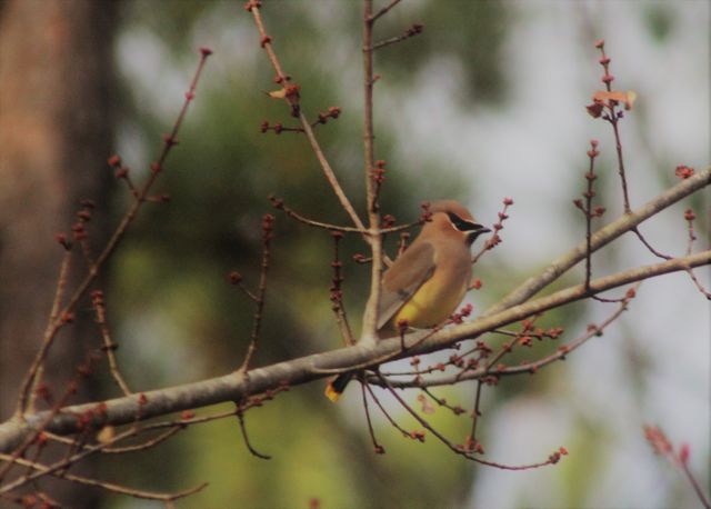 Cedar Waxwing