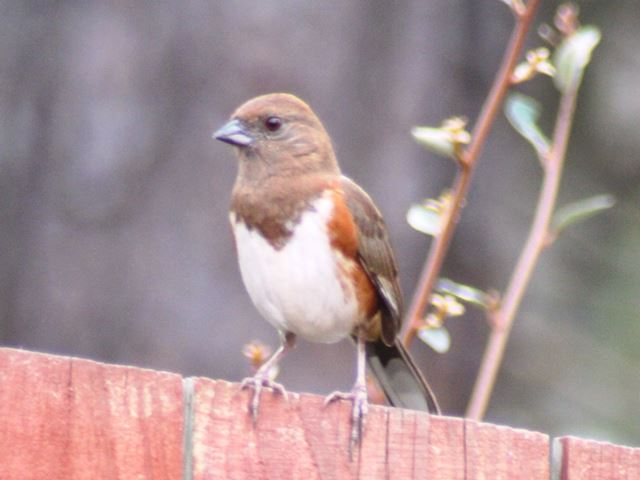 Eastern Towhees