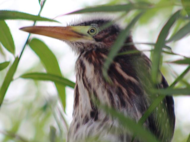Green Heron