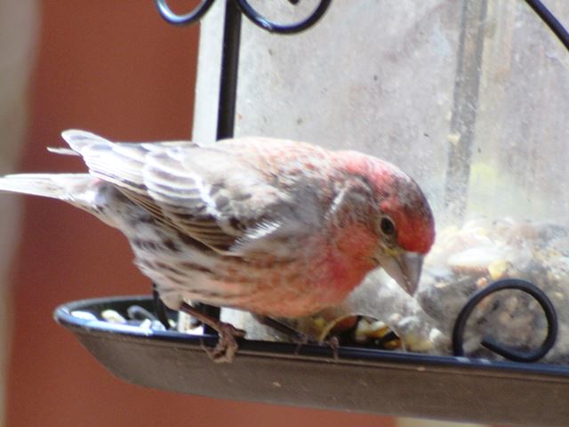 House Finches