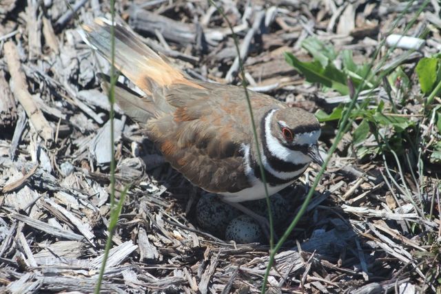 Killdeer