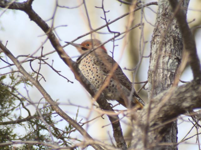 Northern Flicker