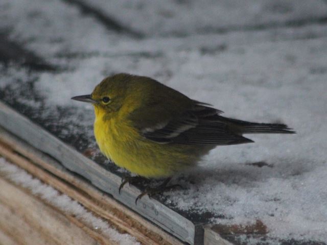 Pine Warbler