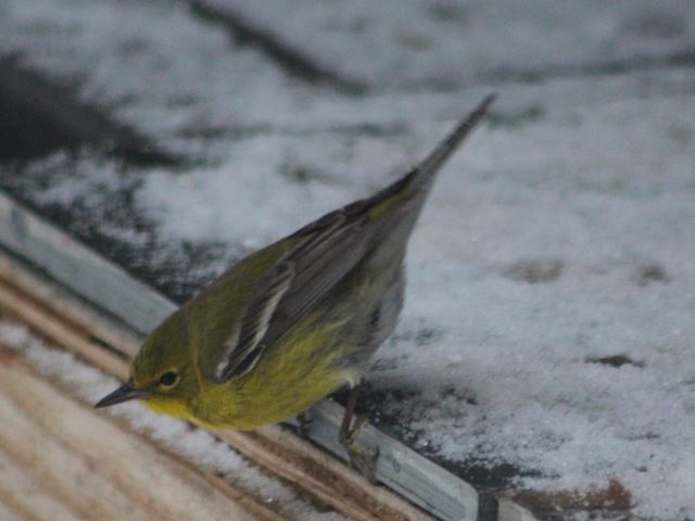 Pine Warbler