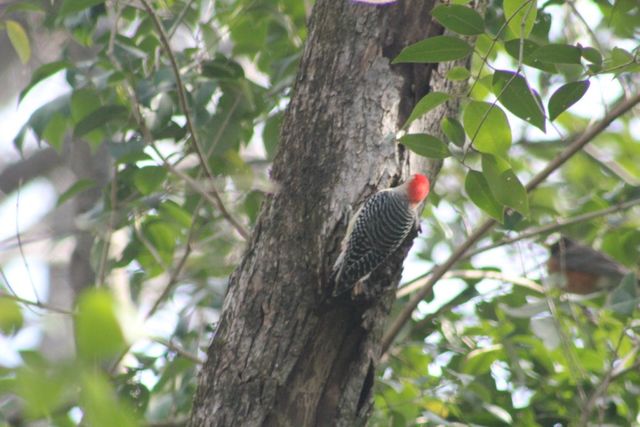 Red-bellied Woodpecker