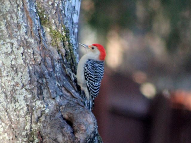 Red-bellied Woodpeckers