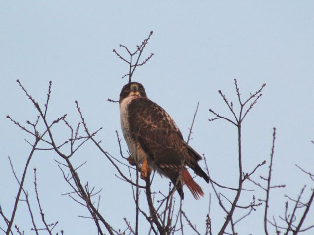 Red-tailed Hawk