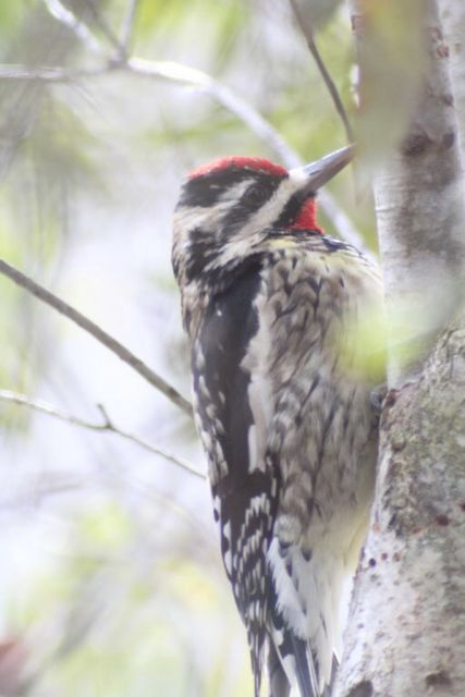 Yellow-bellied Sapsucker