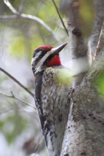 Yellow-bellied Sapsucker