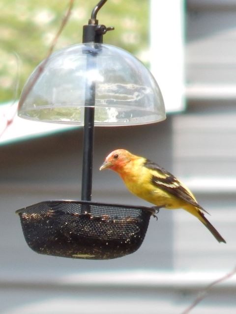 Western Tanager