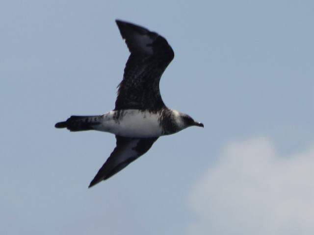Pomarine Jaeger