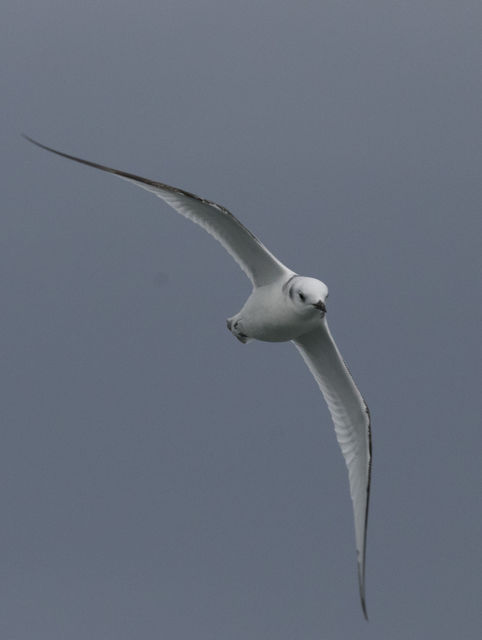 Black-legged Kittiwake