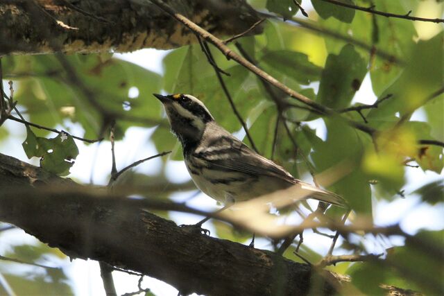 Black-throated Gray Warbler