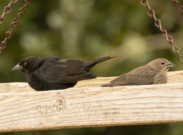 Bronzed Cowbird