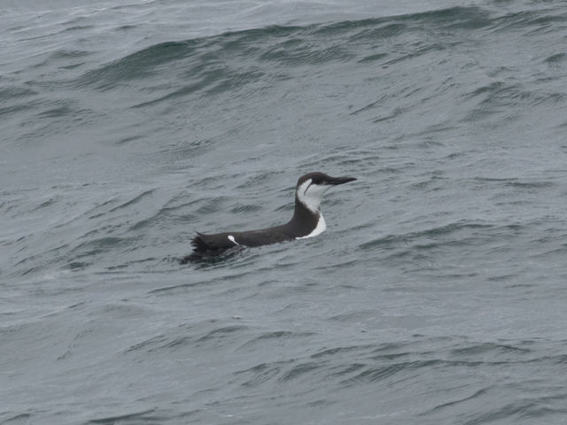 Common Murre