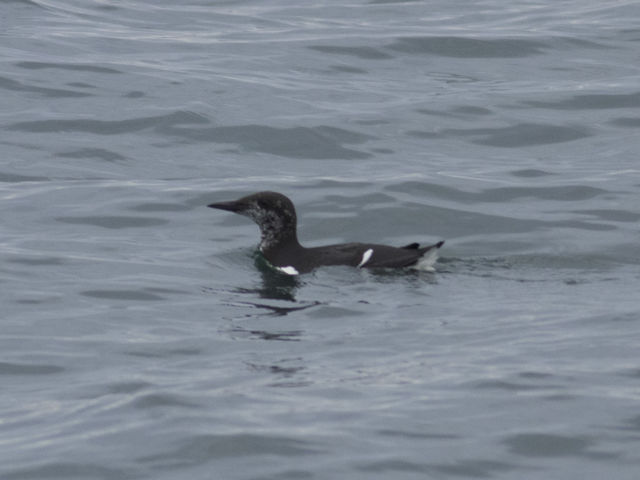 Common Murre