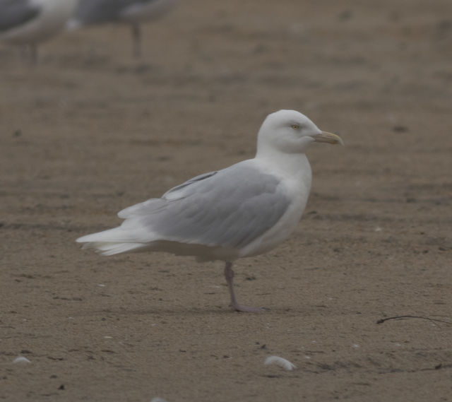 Glaucous Gull