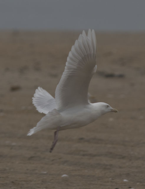 Glaucous Gull