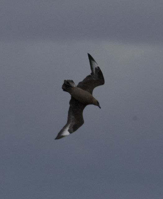 Great Skua