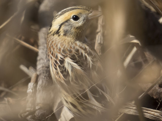 LeConte's Sparrow