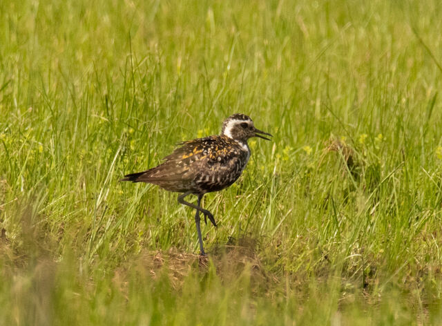 Pacific Golden-Plover