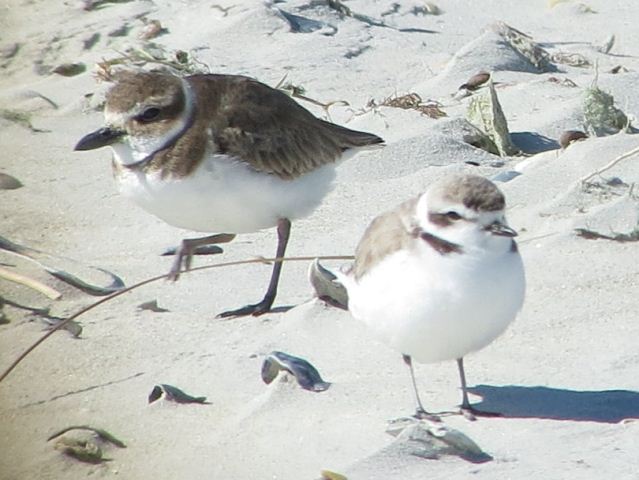 Snowy Plover
