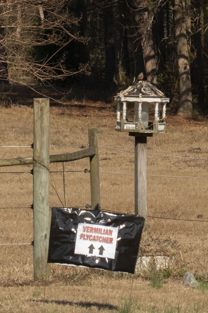 Vermilion Flycatcher