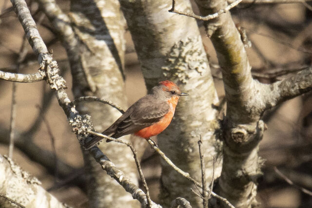 Vermilion Flycatcher