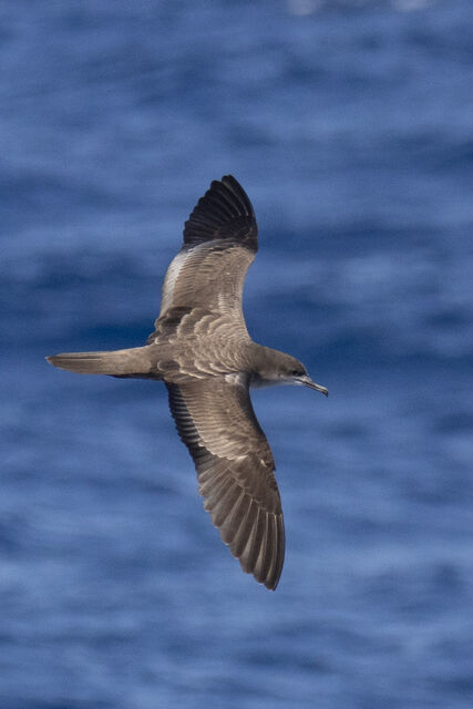 Wedge-tailed Shearwater