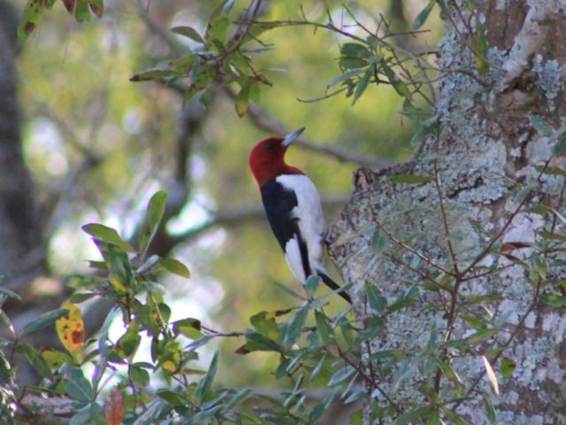 Red-headed Woodpecker