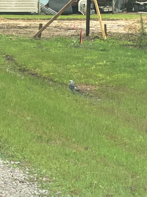 Mississippi Kite