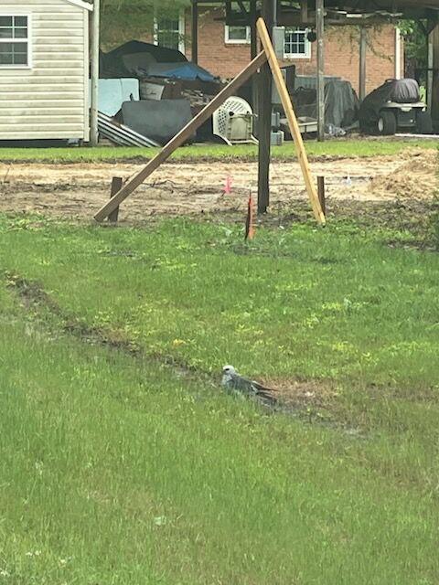 Mississippi Kite