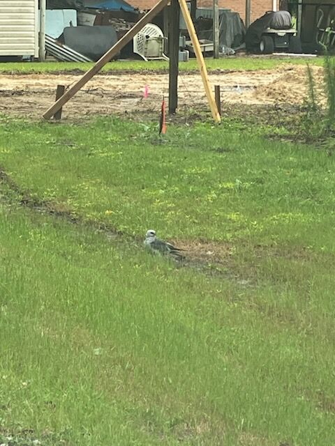 Mississippi Kite