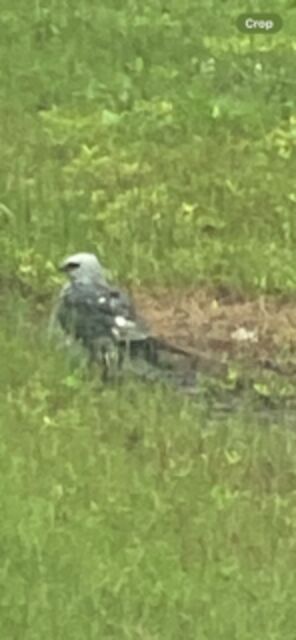 Mississippi Kite