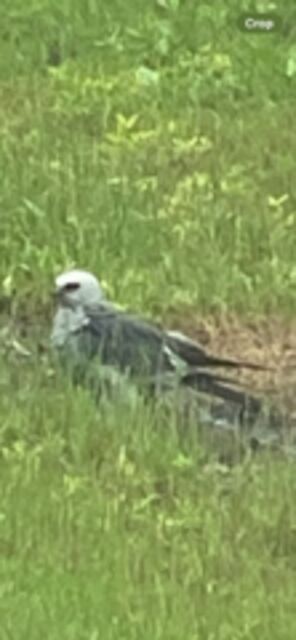 Mississippi Kite