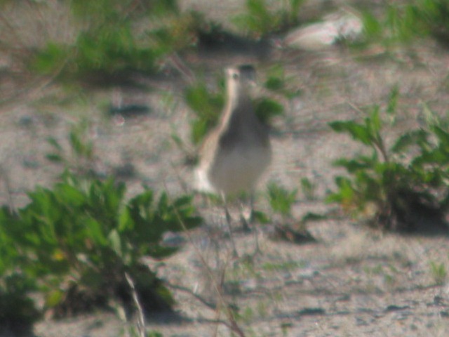 American Golden-Plover