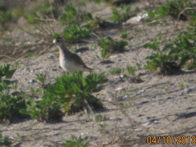 American Golden-Plover