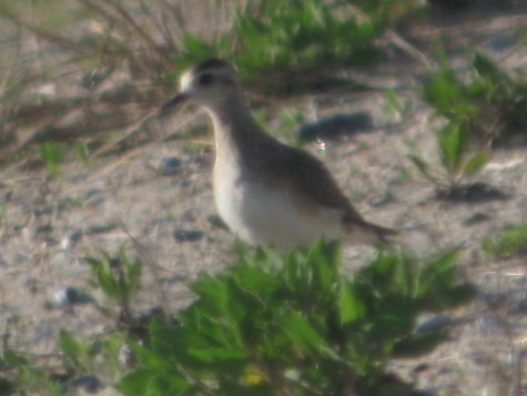 American Golden-Plover