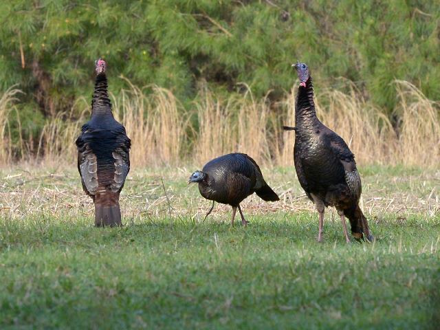 Wild Turkeys