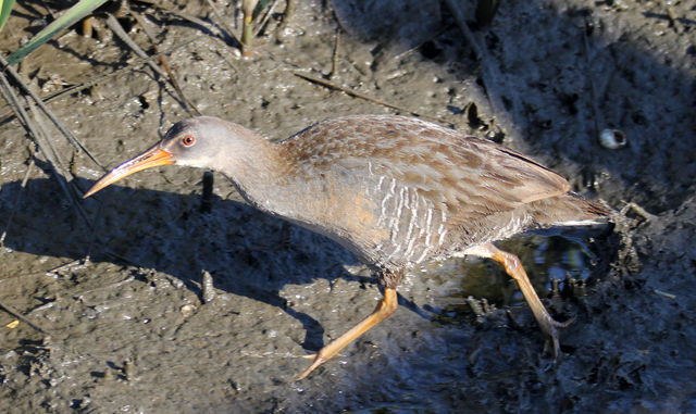 Clapper Rail