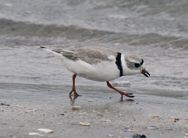 Piping Plover