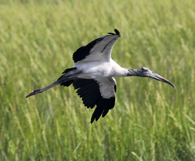 Wood Stork