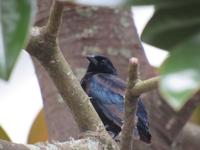 Shiny Cowbird