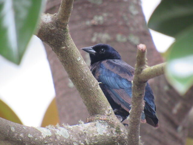 Shiny Cowbird